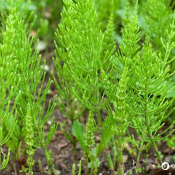 Wirkung, Anwendung von Ackerschachtelhalm als Tee und Umschlag, sichere Bestimmung Rezepte und Gartentipps.