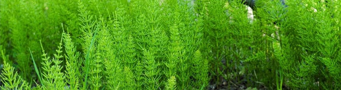 Wirkung, Anwendung von Ackerschachtelhalm als Tee und Umschlag, sichere Bestimmung Rezepte und Gartentipps.