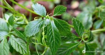 Jiaogulan (Kraut der Unsterblichkeit) zählt zu einer der wichtigsten Heilpflanzen im Fernen Osten. Du kannst ihn auch hier anbauen.