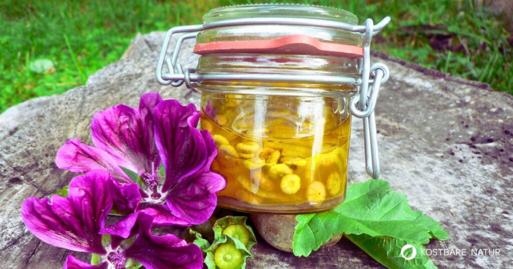 Eingelegte Kapern selbst herstellen? Aus den unreifen Samen der heimischen Malve kannst du eine köstliche Alternative ganz einfach selber machen.