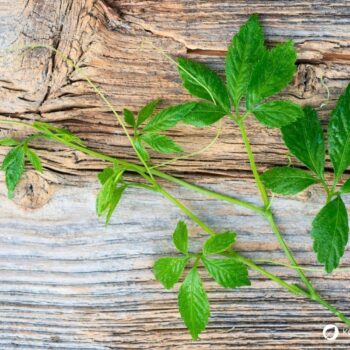 Jiaogulan (Kraut der Unsterblichkeit) zählt zu einer der wichtigsten Heilpflanzen im Fernen Osten. Du kannst ihn auch hier anbauen.