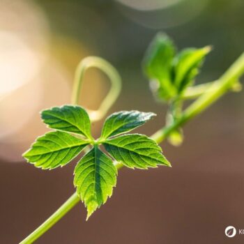 Jiaogulan (Kraut der Unsterblichkeit) zählt zu einer der wichtigsten Heilpflanzen im Fernen Osten. Du kannst ihn auch hier anbauen.