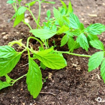 Jiaogulan (Kraut der Unsterblichkeit) zählt zu einer der wichtigsten Heilpflanzen im Fernen Osten. Du kannst ihn auch hier anbauen.