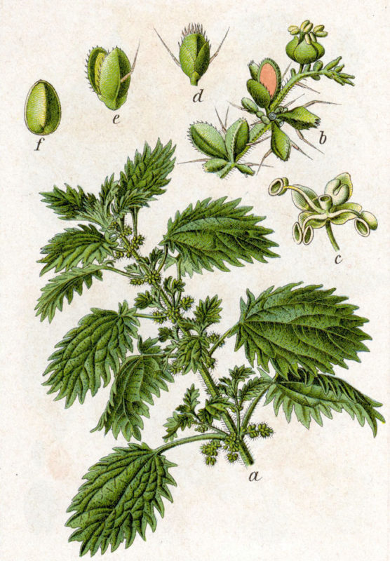 für Herbarium Brennnesselgewächse Urtica Heilpflanze Brennnessel