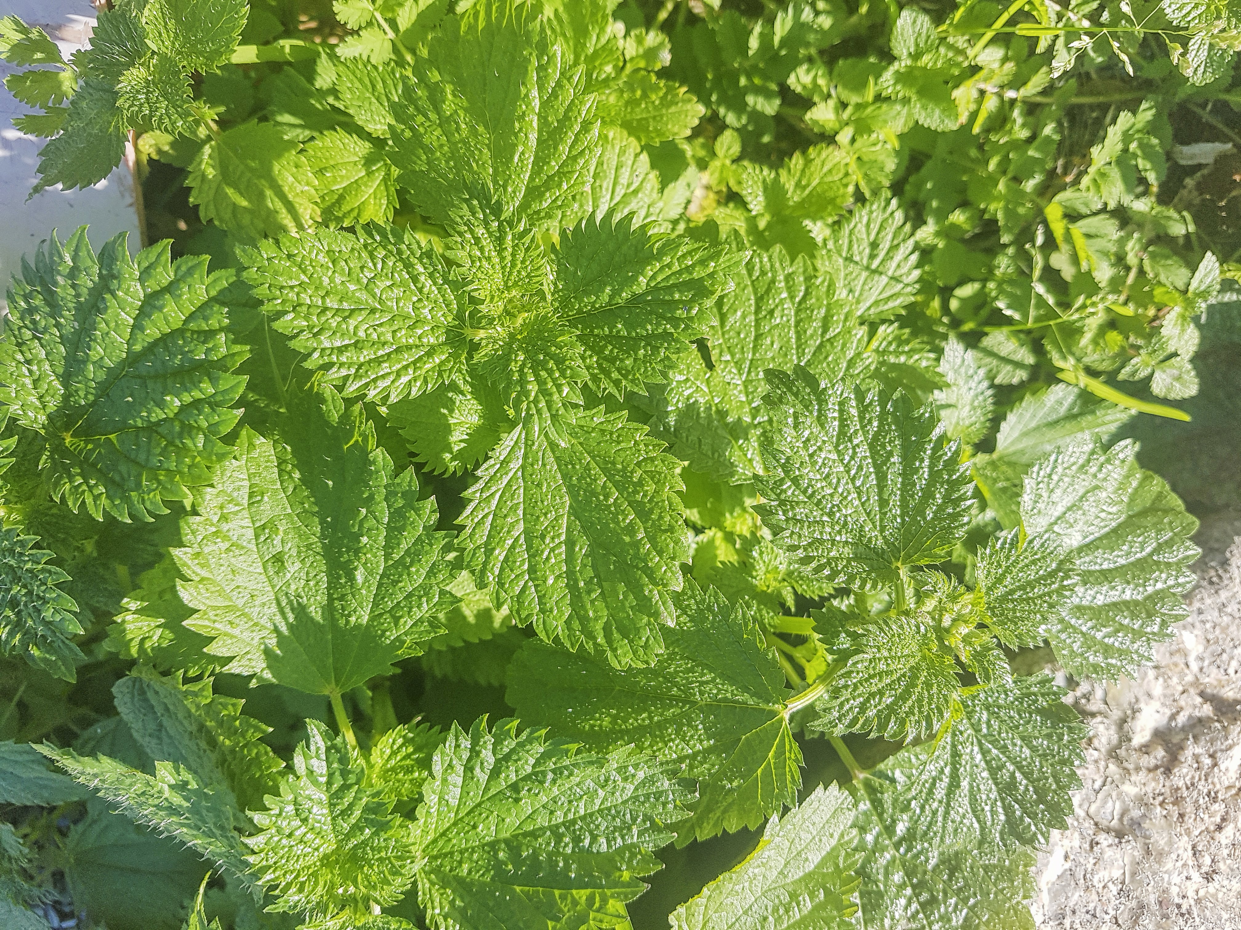 Kleine Brennnessel Kostbare Natur