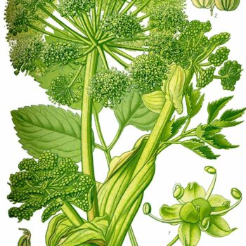Früher war die Angelika (Arznei-Engelwurz) eine beliebte Heilpflanze. Heute ist sie meist verwildert zu finden und kann u.a. bei Verdauungsproblemen helfen.