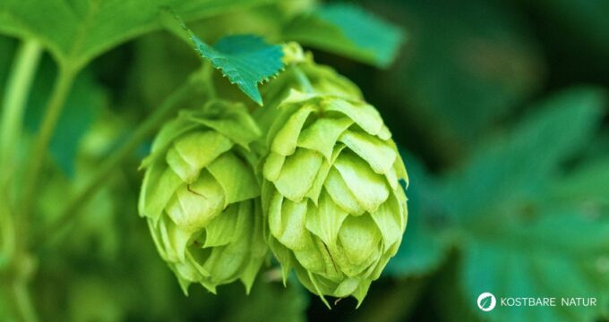 Die Dolden, Triebe und Rhizome des wilden Hopfens können vielfältig genutzt werden - z.B. bei Verdauungsproblemen, Nervosität und Menstruationsbeschwerden.