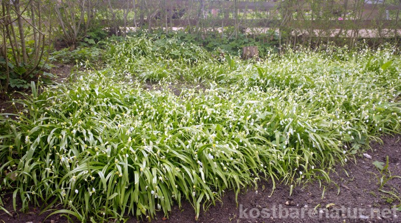 Bärlauch botanischer volkspark pankow Wild Garlic/Bärlauch