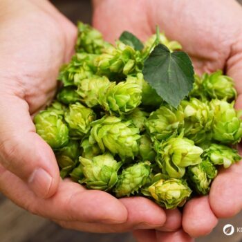 Die Dolden, Triebe und Rhizome des wilden Hopfens können vielfältig genutzt werden - z.B. bei Verdauungsproblemen, Nervosität und Menstruationsbeschwerden.