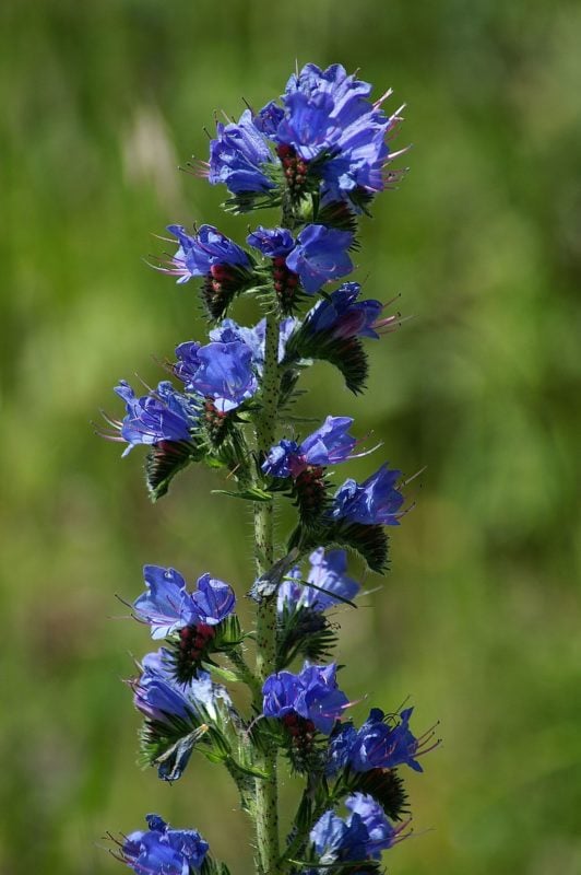 Gewöhnlicher Natternkopf - Kostbare Natur
