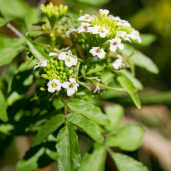 Die Brunnenkresse ist ideal für entgiftende Frühjahrskuren und versorgt uns mit vielen wichtigen Mineralien und Vitaminen, wie Jod, Eisen und Vitamin C.