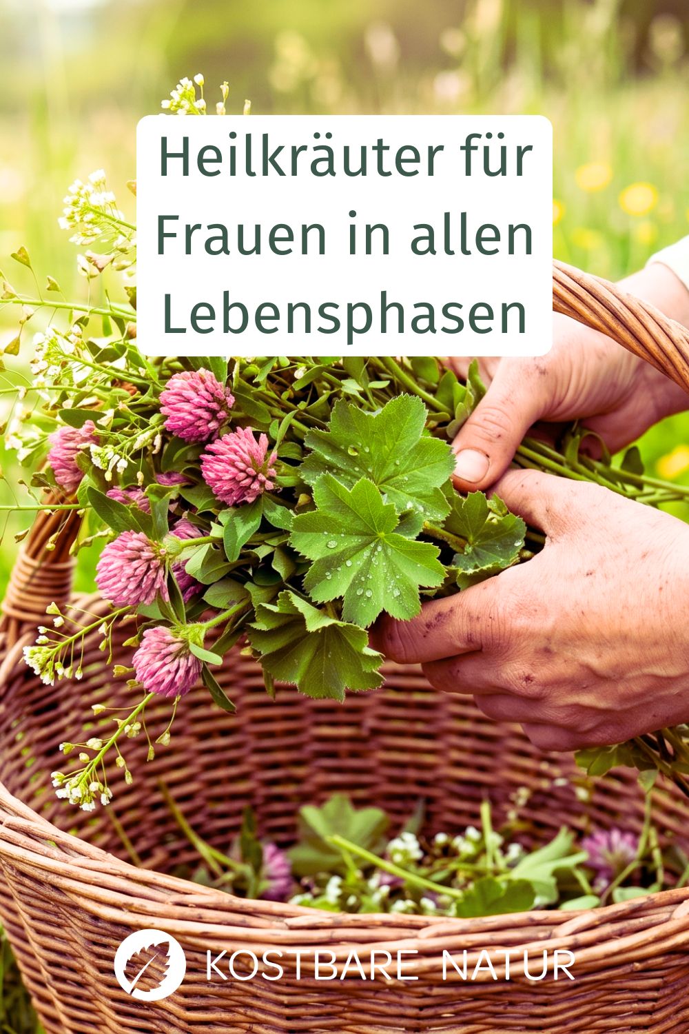 Entdecke, wie dich Frauenmantel, Schafgarbe und Co. in jeder Lebensphase von Menstruation bis Wechseljahre natürlich unterstützen können.