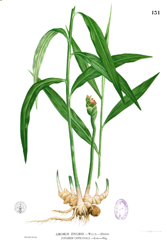 Zingiber officinale exotische Gewürz- und Heilpflanze Bio Ingwer, echter Ingwer Kräuter Pflanzen aus nachhaltigem Anbau 