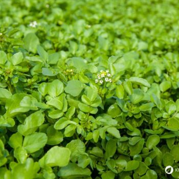 Brunnenkresse ist eine dieser Pflanzen, die man leicht unterschätzt. Dabei bringt sie nicht nur eine pfeffrige Frische in unsere Küche, sondern auch eine Fülle an gesundheitsfördernden Wirkstoffen.