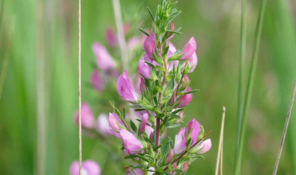 Nierenentzündungen Archive Kostbare Natur
