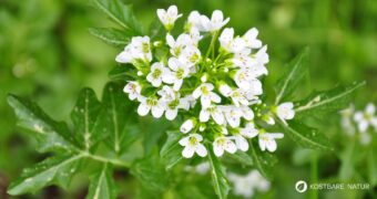 Brunnenkresse ist eine dieser Pflanzen, die man leicht unterschätzt. Dabei bringt sie nicht nur eine pfeffrige Frische in unsere Küche, sondern auch eine Fülle an gesundheitsfördernden Wirkstoffen.
