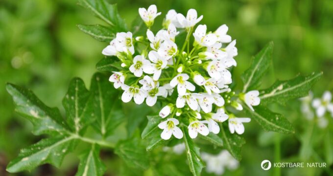 Brunnenkresse ist eine dieser Pflanzen, die man leicht unterschätzt. Dabei bringt sie nicht nur eine pfeffrige Frische in unsere Küche, sondern auch eine Fülle an gesundheitsfördernden Wirkstoffen.