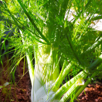 Fenchel ist eine abwechslungsreiche Pflanze, die ihre Samen und Knollen für Küche und Naturmedizin anbietet. Entdecke, was Fenchel noch kann, außer als „Stilltee“ Müttern und Babies zu helfen.