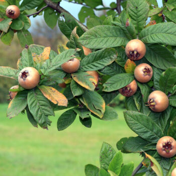 Früher war die Mispel sehr beliebt, wurde im Laufe der Zeit aber von Birnen und Äpfeln verdrängt. Finde heraus, warum du die gesunde Frucht nutzen solltest!
