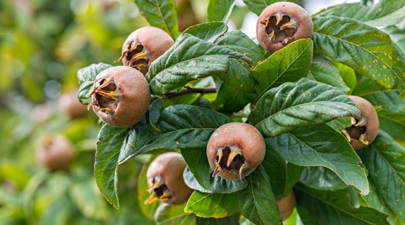 Früher war die Mispel sehr beliebt, wurde im Laufe der Zeit aber von Birnen und Äpfeln verdrängt. Finde heraus, warum du die gesunde Frucht nutzen solltest!