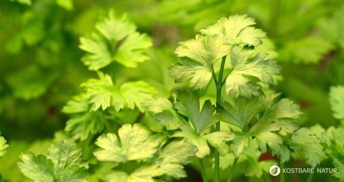 Petersilie wird meist nur als würzende Zutat für Suppen oder Salate verwendet, jedoch kann sie noch viel mehr! Wusstest du, dass sie genauso viel Vitamin C enthält wie Zitrusfrüchte?
