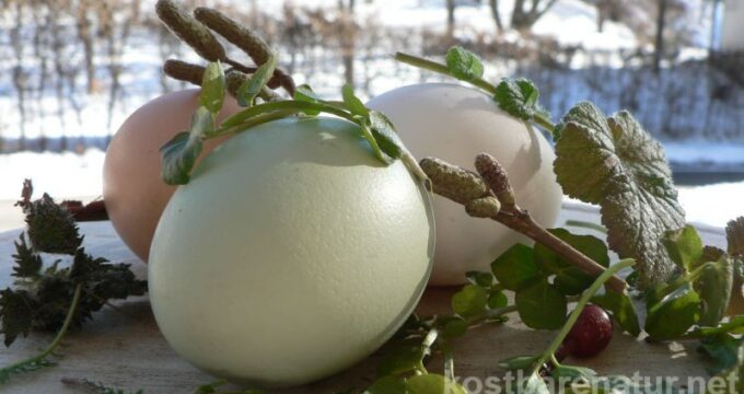 Mit diesen Kräutern kannst du auch im Winter eine gesunde Speise zaubern und deinen Körper mit wichtigen Vitalstoffen versorgen!