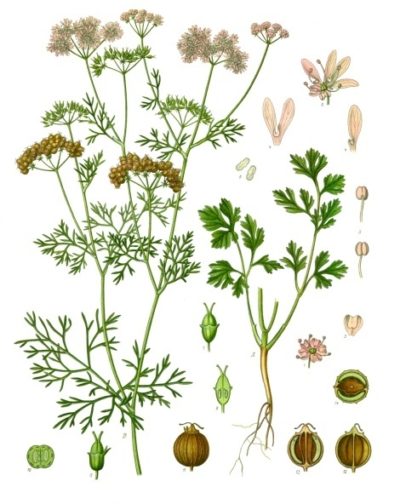In Südamerika, Asien und Afrika nutzt man Korianderblätter zum Würzen. In Mitteleuropa werden die Samen verwendet und für ihre blähungslindernde Wirkung geschätzt.