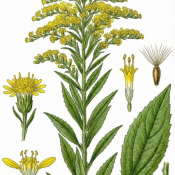 Gärtnern gilt die Kanadische Goldrute als wuchernder Neophyt. Sie hat aber auch viele positive Eigenschaften und du kannst sie für die Gesundheit nutzen!