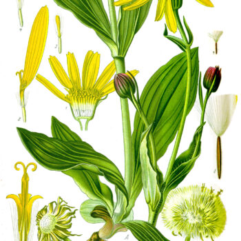 Arnika ist eine stark wirkende Heilpflanze und bekannt als Wundheilmittel bei Hautproblemen und stumpfen Verletzungen.