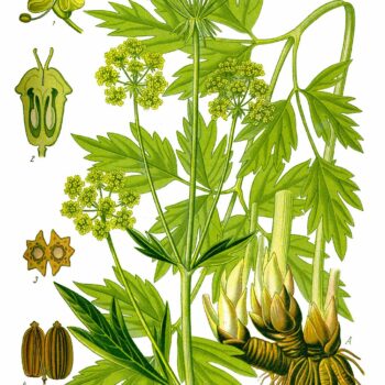 Liebstöckel ist bekannt als „Maggikraut“, du kannst mit ihm aber nicht nur würzen, es soll sich auch positiv auf Verdauung und Harnwege auswirken.