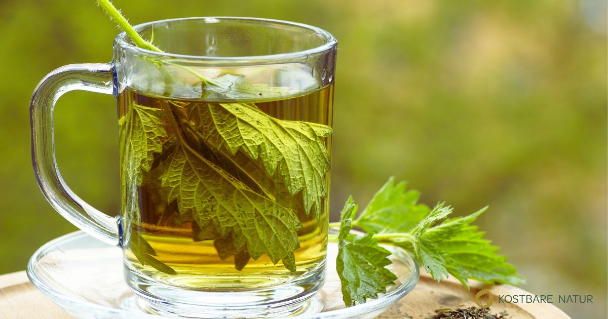 Brennnesseltee ist ein schneller und einfacher Weg, die Kr&auml;fte dieser Pflanze zu nutzen.