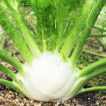 Der Fenchel wird in der Küche und Naturmedizin genutzt. Besonders bei Magen-Darm-Beschwerden hilft er. Aber die Knolle kann noch mehr.