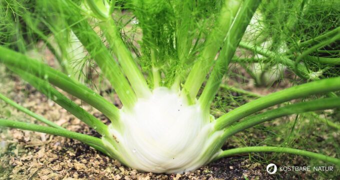 Der Fenchel wird in der Küche und Naturmedizin genutzt. Besonders bei Magen-Darm-Beschwerden hilft er. Aber die Knolle kann noch mehr.
