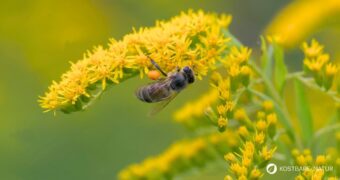Erfahre alles über die Kanadische Goldrute: Anwendung bei Blasenentzündung, leckere Rezepte, Tipps zum Sammeln und wie du sie im Alltag als Heilpflanze nutzt.