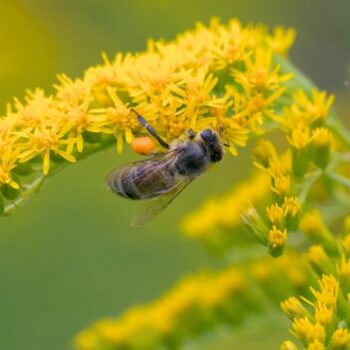 Erfahre alles über die Kanadische Goldrute: Anwendung bei Blasenentzündung, leckere Rezepte, Tipps zum Sammeln und wie du sie im Alltag als Heilpflanze nutzt.