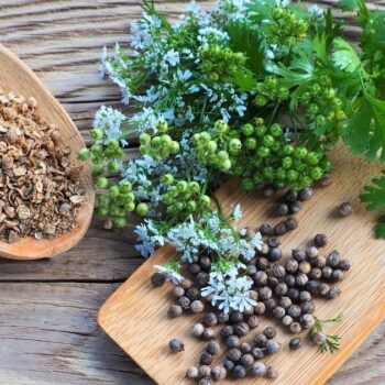 Koriander – vielseitiges Küchen- und Heilkraut: Einsatz in Ernährung, Gesundheit und Garten mit wertvollen Tipps zu Verwendung.