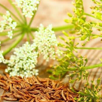 Kümmel ist nicht nur ein schmackhaftes Gewürz, bei vielen Speisen ist er dein bester Freund gegen Blähungen und andere Verdauungsprobleme.