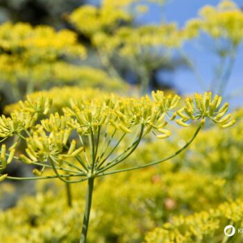 Der Fenchel wird in der Küche und Naturmedizin genutzt. Besonders bei Magen-Darm-Beschwerden hilft er. Aber die Knolle kann noch mehr.