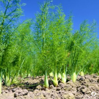 Der Fenchel wird in der Küche und Naturmedizin genutzt. Besonders bei Magen-Darm-Beschwerden hilft er. Aber die Knolle kann noch mehr.
