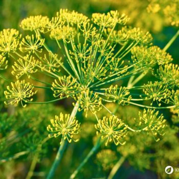 Der Fenchel wird in der Küche und Naturmedizin genutzt. Besonders bei Magen-Darm-Beschwerden hilft er. Aber die Knolle kann noch mehr.