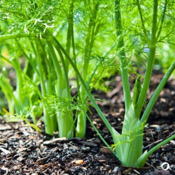 Der Fenchel wird in der Küche und Naturmedizin genutzt. Besonders bei Magen-Darm-Beschwerden hilft er. Aber die Knolle kann noch mehr.