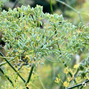 Der Fenchel wird in der Küche und Naturmedizin genutzt. Besonders bei Magen-Darm-Beschwerden hilft er. Aber die Knolle kann noch mehr.