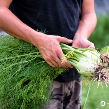 Der Fenchel wird in der Küche und Naturmedizin genutzt. Besonders bei Magen-Darm-Beschwerden hilft er. Aber die Knolle kann noch mehr.