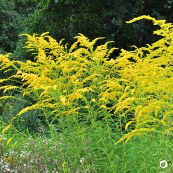 Erfahre alles über die Kanadische Goldrute: Anwendung bei Blasenentzündung, leckere Rezepte, Tipps zum Sammeln und wie du sie im Alltag als Heilpflanze nutzt.
