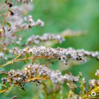 Erfahre alles über die Kanadische Goldrute: Anwendung bei Blasenentzündung, leckere Rezepte, Tipps zum Sammeln und wie du sie im Alltag als Heilpflanze nutzt.