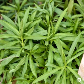 Erfahre alles über die Kanadische Goldrute: Anwendung bei Blasenentzündung, leckere Rezepte, Tipps zum Sammeln und wie du sie im Alltag als Heilpflanze nutzt.