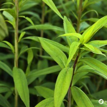 Erfahre alles über die Kanadische Goldrute: Anwendung bei Blasenentzündung, leckere Rezepte, Tipps zum Sammeln und wie du sie im Alltag als Heilpflanze nutzt.