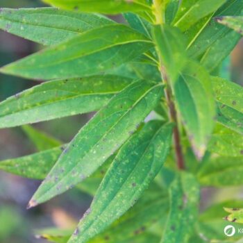 Erfahre alles über die Kanadische Goldrute: Anwendung bei Blasenentzündung, leckere Rezepte, Tipps zum Sammeln und wie du sie im Alltag als Heilpflanze nutzt.