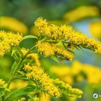 Erfahre alles über die Kanadische Goldrute: Anwendung bei Blasenentzündung, leckere Rezepte, Tipps zum Sammeln und wie du sie im Alltag als Heilpflanze nutzt.