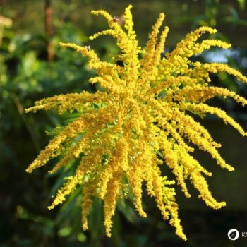 Erfahre alles über die Kanadische Goldrute: Anwendung bei Blasenentzündung, leckere Rezepte, Tipps zum Sammeln und wie du sie im Alltag als Heilpflanze nutzt.